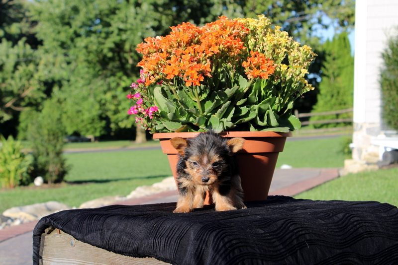 puppy, for, sale, Yorkshire Terrier, Matthew B. Stoltzfus, dog, breeder, Gap, PA, dog-breeder, puppy-for-sale, forsale, nearby, find, puppyfind, locator, puppylocator, aca